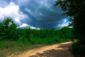 Scenic view of a dense green forest with tall, thin tree trunks and lush foliage. The image...