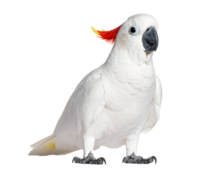 Red crested cockatoo on transparent or transparent background