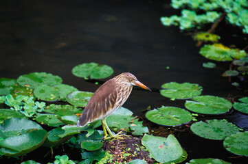 Birds paddy bird Indian pond heron ardeola grayii