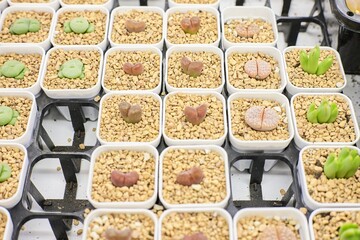 Rows of Small Succulents in Pots Filled with Rocks