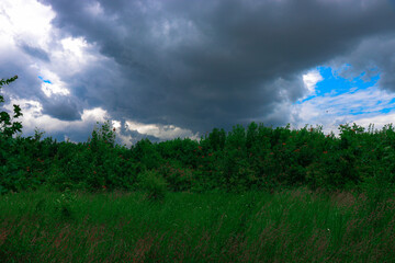 Scenic view of a dense green forest with tall, thin tree trunks and lush foliage. The image...