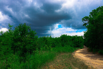Scenic view of a dense green forest with tall, thin tree trunks and lush foliage. The image...