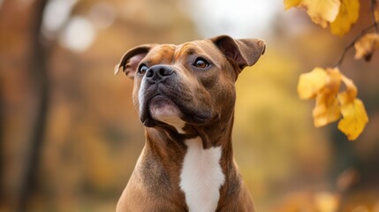 Focused portrait of a brown pitbull type dog in a park setting. Use for pet-related content, shelter ads, or animal lovers blogs.
