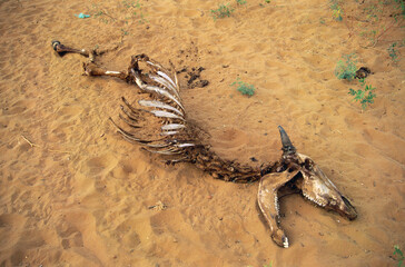 Skeleton of camel calf at Pushkar, Ajmer, Rajasthan, India © abc foto