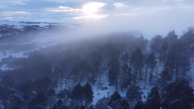 Fog over frozen forest 
