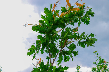 Scenic view of a dense green forest with tall, thin tree trunks and lush foliage. The image...