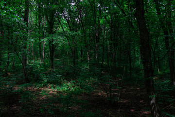 Scenic view of a dense green forest with tall, thin tree trunks and lush foliage. The image...