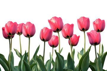 Fototapeta premium High-resolution vibrant tulip flower bouquet isolated on transparent PNG background, seamless botanical clipart cutout ideal for wedding invitations, sublimation prints and scrapbooking