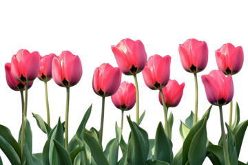 High-resolution vibrant tulip flower bouquet isolated on transparent PNG background, seamless botanical clipart cutout ideal for wedding invitations, sublimation prints and scrapbooking