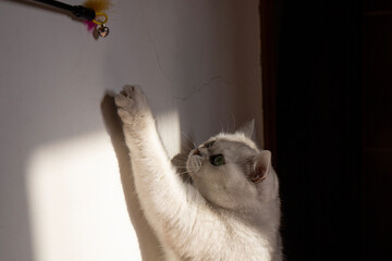 cat playing with toy