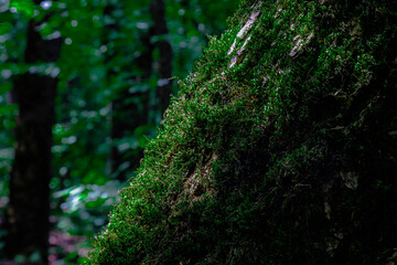 Obraz premium The blurred background and soft light emphasize the rich texture and natural beauty of the moss, evoking the quiet stillness of untouched woodland.
