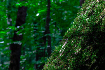 The blurred background and soft light emphasize the rich texture and natural beauty of the moss,...
