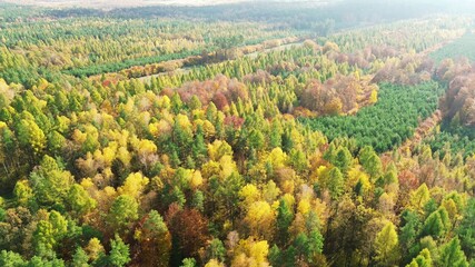 Obraz premium Aerial view of forest in fall with golden colors