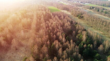 Seasonal forest landscape with bare tree branches