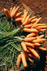 Vegetable fresh carrots