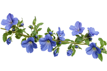 High-resolution veronica flower bouquet clipart on transparent background for seamless PNG cutout, wedding invitations, sublimation prints, and digital scrapbooking