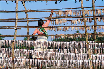 indian fisherwoman drying fish India