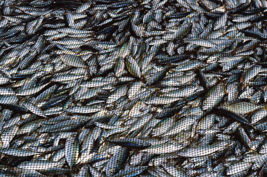 Closeup of tarli fish or ash fish in net Chiula beach, Malvan, Maharashtra, India