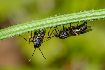 Red Wood Ant - Formica rufa, common popular forest insect from Euroasian forests and woodlands, Zlin, Czech Republic.