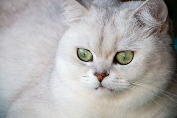 portrait of white cat