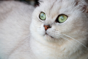 Fototapeta premium portrait of white cat