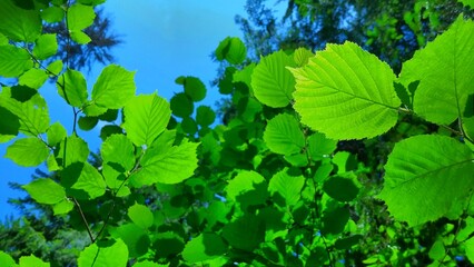 green tree crown on the sky background