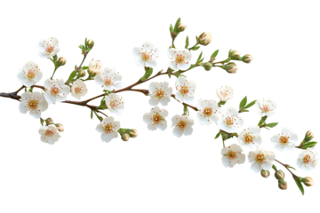 High-resolution waxflower bouquet PNG on transparent background for seamless floral cutouts, wedding invitations and digital design projects