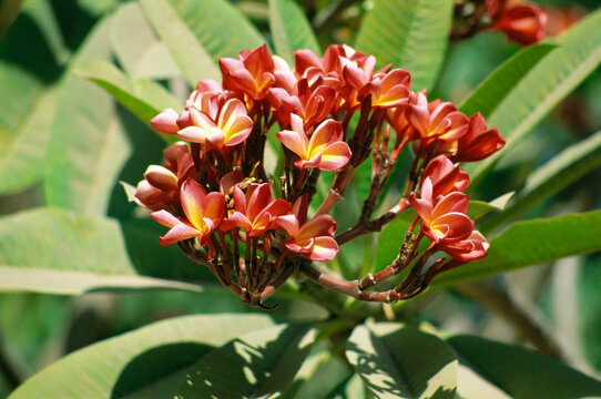 Red champa flower Magnolia champaca champak flowers
