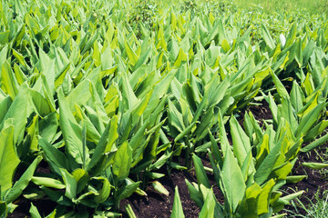 turmeric plant growing in field