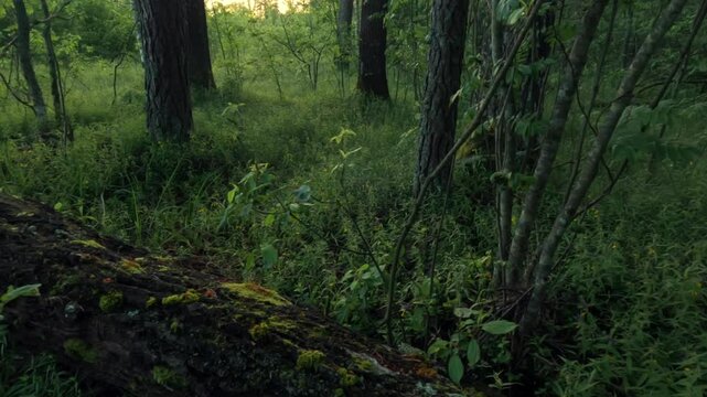 forets edge