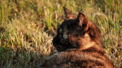 Close-up portrait of cat head lying on grass background looking side. Big green eyes. Three color...