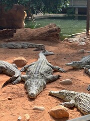 aligator
riviere
crocodile
nature