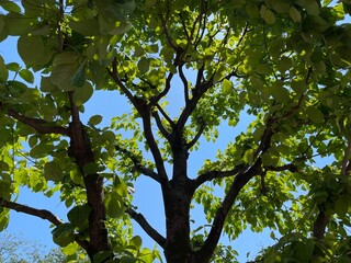 神田川4月：新緑の緑樹 2025/4/30