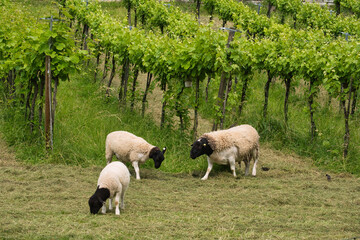 Schafe grasen im Weinberg
