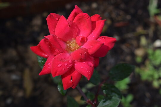 red rose in summer