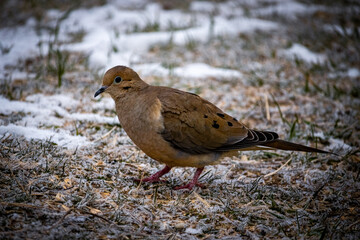 mourning dove on the frost-covered ground