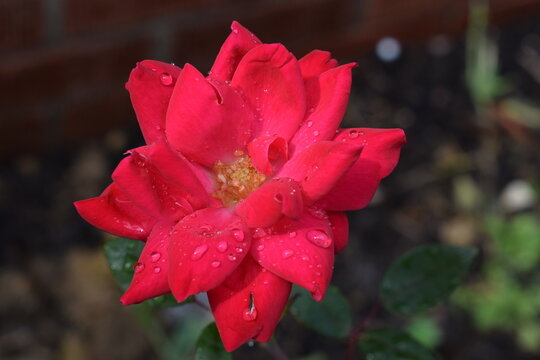 Rose, red