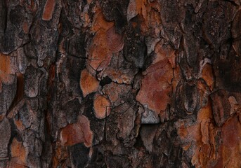 tree bark texture