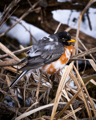leucitic american robin with a wintry background