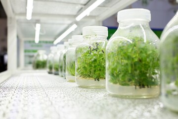 Cultivating Future Crops A Glimpse into Plant Tissue Culture