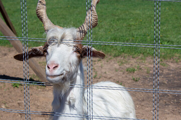 A young vintorogo white goat stuck its muzzle through the fence netting. Keeping animals in a zoo.
