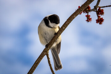 Obraz premium black-capped chickadee on a tree branch with head tilted