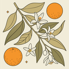 Vintage Style Orange Branch with Flowers and Fruit Illustration on Beige Background