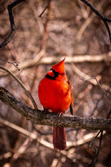 red northern cardinal on a tree branch with head tilted