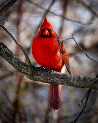 red northern cardinal perched upon a branch looking at camera