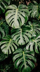 Lush monstera leaves with prominent holes and rich green color