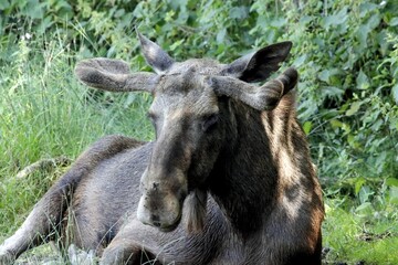 Fototapeta premium élan