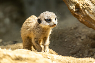 Fototapeta premium A baby meerkat walks cautiously outside near its burrow.