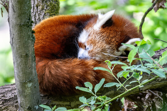 Red panda sleeping on a branch in the treetops. Rare Asian animal in nature. - Powered by Adobe