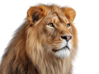 Majestic Male Lion Portrait Golden Mane and Intense Gaze isolated on transparent background